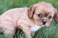 Mars, a male Cavalier King Charles Spaniel for sale in Sturgis, MI – Photo 2 of 8