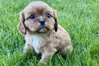 Mars, a male Cavalier King Charles Spaniel for sale in Sturgis, MI – Photo 6 of 8