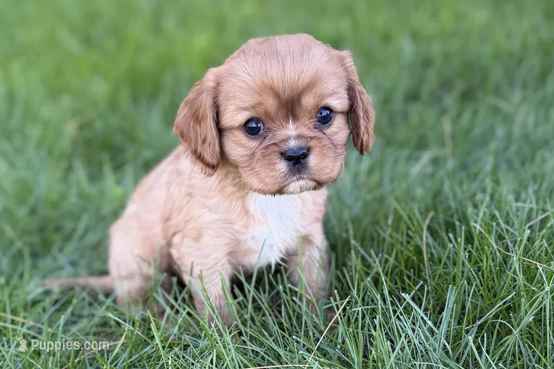 Mars – Cavalier King Charles Spaniel puppy for sale in Sturgis, MI