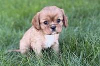 Mars, a male Cavalier King Charles Spaniel for sale in Sturgis, MI – Photo 1 of 8