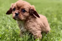Mars, a male Cavalier King Charles Spaniel for sale in Sturgis, MI – 7 of 10