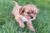 Mars, a male Cavalier King Charles Spaniel for sale in Sturgis, MI – Photo 5 of 8