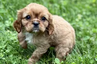 Mars, a male Cavalier King Charles Spaniel for sale in Sturgis, MI – 6 of 10