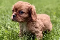 Mars, a male Cavalier King Charles Spaniel for sale in Sturgis, MI – 10 of 10