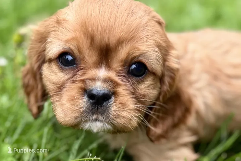 Mars – Cavalier King Charles Spaniel puppy for sale in Sturgis, MI
