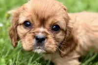 Mars, a male Cavalier King Charles Spaniel for sale in Sturgis, MI – 1 of 10