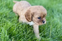 Mars, a male Cavalier King Charles Spaniel for sale in Sturgis, MI – Photo 4 of 8