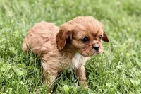 Mars, a male Cavalier King Charles Spaniel for sale in Sturgis, MI – 9 of 10