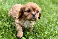 Mars, a male Cavalier King Charles Spaniel for sale in Sturgis, MI – 3 of 10