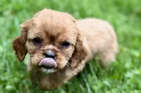 Mars, a male Cavalier King Charles Spaniel for sale in Sturgis, MI – 2 of 10