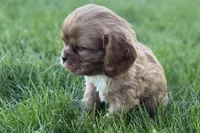 Mars, a male Cavalier King Charles Spaniel for sale in Sturgis, MI – Photo 7 of 8