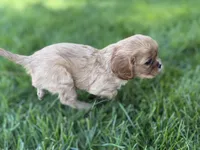 Mars, a male Cavalier King Charles Spaniel for sale in Sturgis, MI – Photo 8 of 8