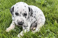 Lavon, a male Dalmatian for sale in Sturgis, MI – 4 of 9