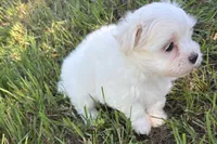 Oscar, a male Maltese for sale in Sturgis, MI – 6 of 7