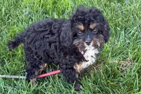 Nora , a female Cavapoo for sale in Sturgis, MI – 10 of 10