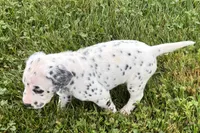 Lamar, a male Dalmatian for sale in Sturgis, MI – 10 of 10