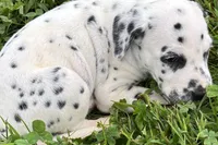 Lavida , a female Dalmatian for sale in Sturgis, MI – 5 of 10