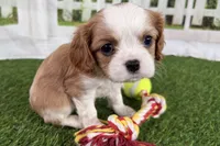 Tammy, a female Cavalier King Charles Spaniel for sale in Sturgis, MI – Photo 3 of 8