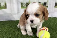 Tammy, a female Cavalier King Charles Spaniel for sale in Sturgis, MI – Photo 8 of 8