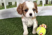 Tammy, a female Cavalier King Charles Spaniel for sale in Sturgis, MI – Photo 2 of 8