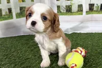 Tammy, a female Cavalier King Charles Spaniel for sale in Sturgis, MI – Photo 1 of 8