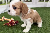 Tammy, a female Cavalier King Charles Spaniel for sale in Sturgis, MI – Photo 7 of 8