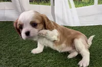 Tammy, a female Cavalier King Charles Spaniel for sale in Sturgis, MI – Photo 5 of 8