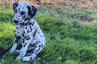 Levi, a male Dalmatian for sale in Sturgis, MI – 5 of 10