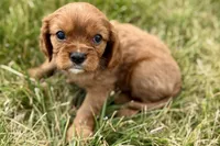 Ion, a male Cavalier King Charles Spaniel for sale in Sturgis, MI – 6 of 9