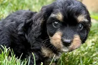 Forest, a male Cavalier King Charles Spaniel and Poodle - Miniature  for sale in Sturgis, MI – 6 of 10