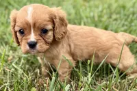 Alyssa, a female Cavalier King Charles Spaniel for sale in Sturgis, MI – 9 of 10