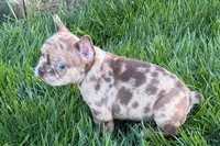 Jake, a male Frenchton for sale in Sturgis, MI – 2 of 10