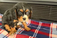 Major, a male Cavalier King Charles Spaniel for sale in Sturgis, MI – 2 of 10