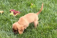 Sterling, a male Cavalier King Charles Spaniel for sale in Sturgis, MI – 5 of 9