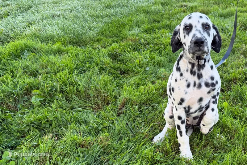 Lavida  – Dalmatian puppy for sale in Sturgis, MI