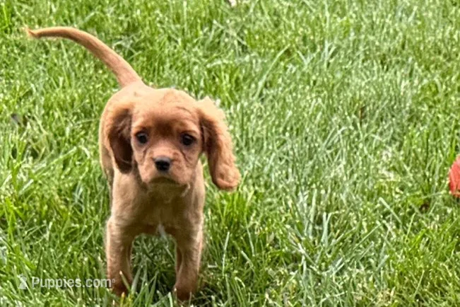 Sadie  – Cavalier King Charles Spaniel puppy for sale in Sturgis, MI