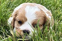 Huggie, a female Cavalier King Charles Spaniel for sale in Sturgis, MI – 7 of 9