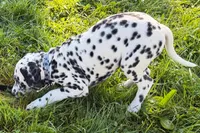 Levi, a male Dalmatian for sale in Sturgis, MI – 3 of 10