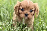 Ashur , a male Cavalier King Charles Spaniel for sale in Sturgis, MI – 4 of 8