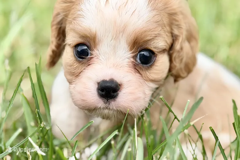 Ari  – Cavalier King Charles Spaniel puppy for sale in Sturgis, MI