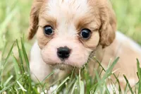 Ari , a female Cavalier King Charles Spaniel for sale in Sturgis, MI – 1 of 9