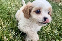 Finn, a male Cavalier King Charles Spaniel and Poodle - Miniature  for sale in Sturgis, MI – 10 of 10