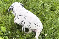 Lava, a female Dalmatian for sale in Sturgis, MI – 3 of 8