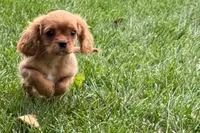 Sterling, a male Cavalier King Charles Spaniel for sale in Sturgis, MI – 4 of 9