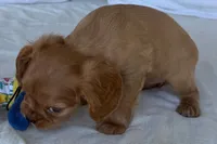 Sadie , a female Cavalier King Charles Spaniel for sale in Sturgis, MI – 8 of 10