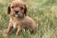 Ivan, a male Cavalier King Charles Spaniel for sale in Sturgis, MI – 5 of 10