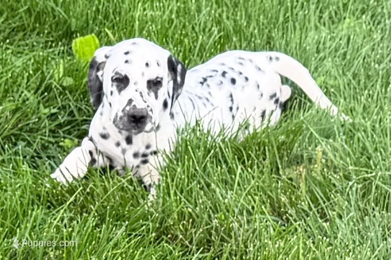 Lavida  – Dalmatian puppy for sale in Sturgis, MI