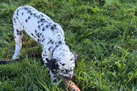 Larry, a male Dalmatian for sale in Sturgis, MI – 9 of 9