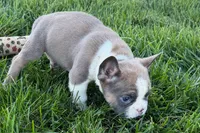 Job, a male Frenchton for sale in Sturgis, MI – 2 of 10