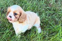 Earl, a male Cavalier King Charles Spaniel for sale in Sturgis, MI – 2 of 7